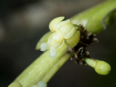Dendrobium aloifolium