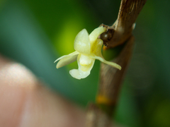 Dendrobium aloifolium