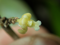 Dendrobium aloifolium