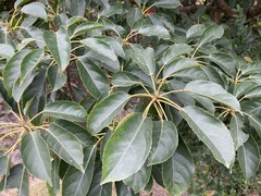 Elaeocarpus japonicus