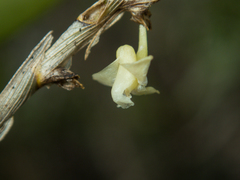 Dendrobium aloifolium
