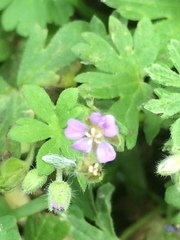 Geranium