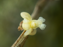 Dendrobium aloifolium