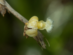 Dendrobium aloifolium
