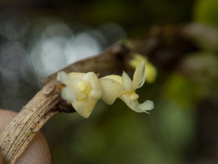 Dendrobium aloifolium