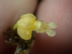 Dendrobium aloifolium