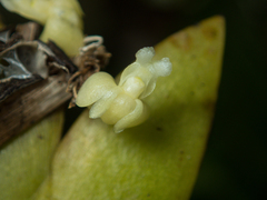 Dendrobium aloifolium