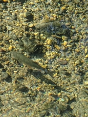 Squalius cephalus