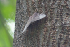 Hamadryas glauconome