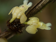 Dendrobium aloifolium