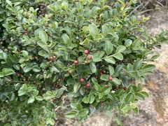 Ilex lohfauensis