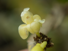 Dendrobium aloifolium