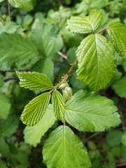 Rubus rubritinctus