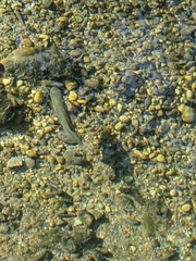 Squalius cephalus