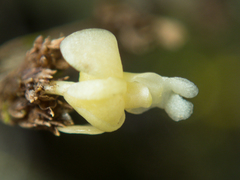 Dendrobium aloifolium