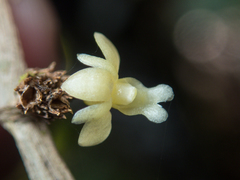 Dendrobium aloifolium