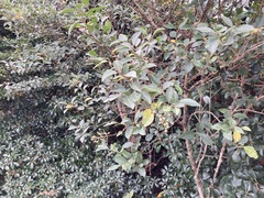 Ligustrum japonicum