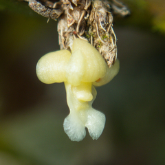 Dendrobium aloifolium