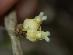 Dendrobium aloifolium