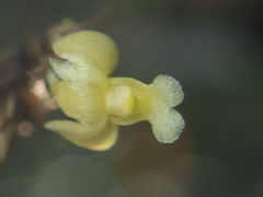 Dendrobium aloifolium