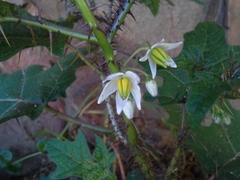 Solanum aculeatissimum