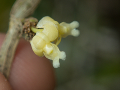Dendrobium aloifolium