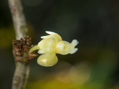Dendrobium aloifolium