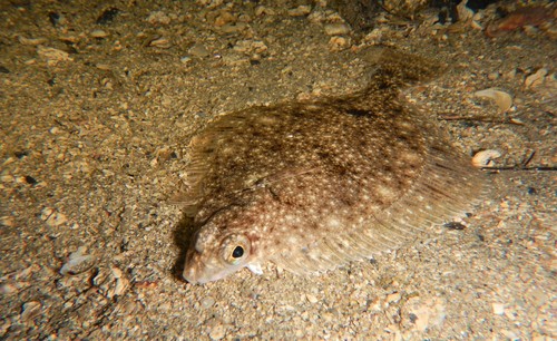 Sand Dab