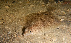 Limanda limanda