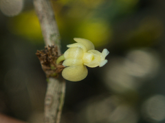 Dendrobium aloifolium