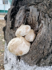 Hemipholiota populnea