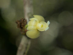 Dendrobium aloifolium