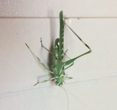 Insara elegans