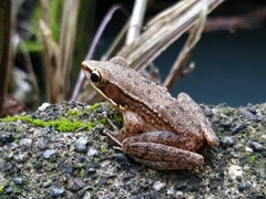 Chalcorana chalconota