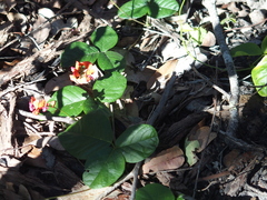 Kennedia macrophylla