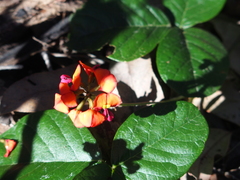 Kennedia macrophylla