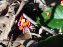 Kennedia macrophylla