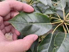 Elaeocarpus japonicus