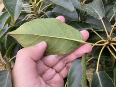 Elaeocarpus japonicus