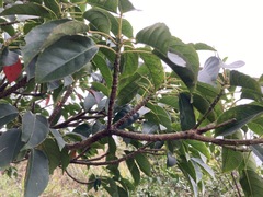 Elaeocarpus japonicus