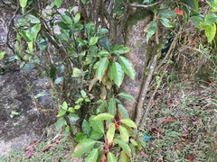 Elaeocarpus japonicus