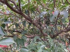 Elaeocarpus japonicus