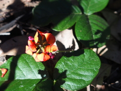Kennedia macrophylla