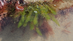 Bryopsis vestita