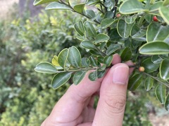 Ilex lohfauensis