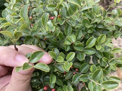 Ilex lohfauensis