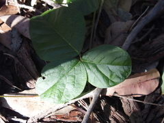 Kennedia macrophylla