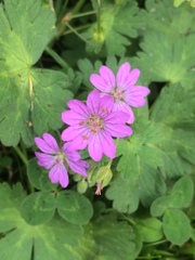 Geranium
