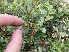 Ilex lohfauensis