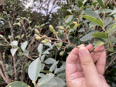 Ligustrum japonicum